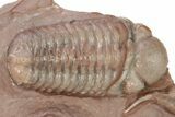 Cluster of Basseiarges & Austerops Trilobite - Jorf, Morocco #276182-4